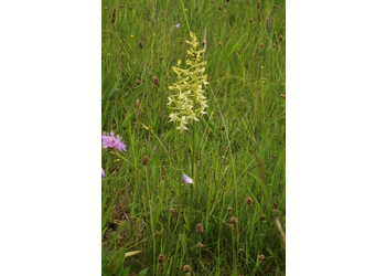 Weiße Waldhyazinthe (Platanthera bifolia) - © Emanuel Trummer